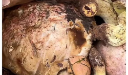 采蘑菇的视频,跟随视频一起采蘑菇之旅