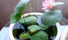 碗莲的种植方法水培视频教程,轻松掌握水培莲花养殖技巧